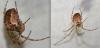 Metellina sp.